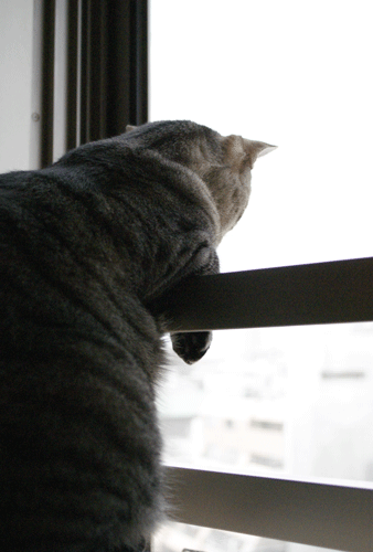 c0193788_9561068.gif