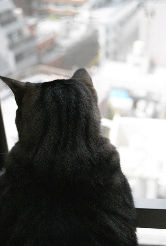 c0193788_9562534.gif