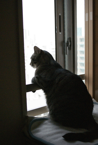 c0193788_9595980.gif