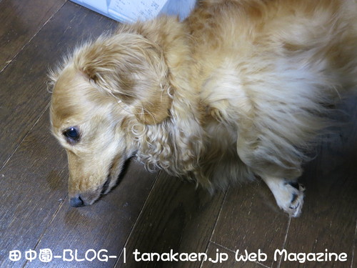 リニューアルオープンセールが出来そう。_b0200291_21171944.jpg