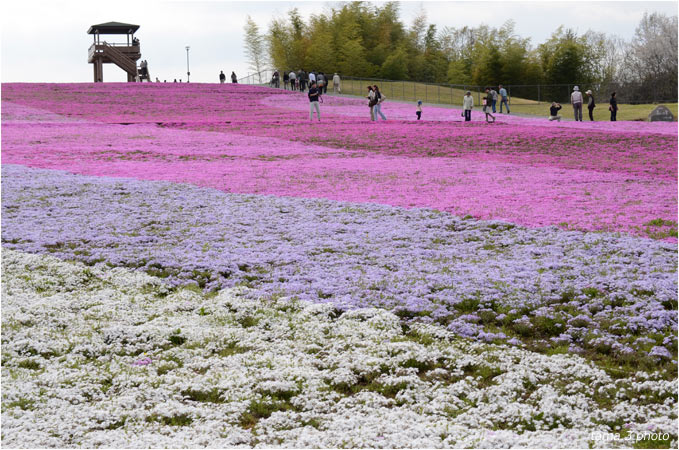 溢れるように咲く・芝ざくら_d0024291_20342398.jpg