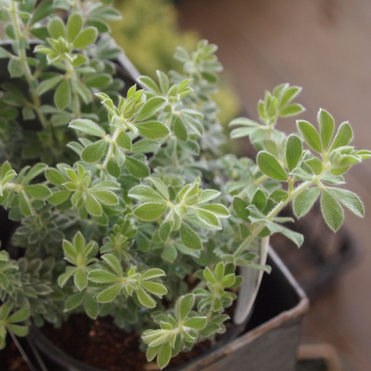 寄せ植え用の葉物植物ー第2弾_a0292194_22532560.jpg