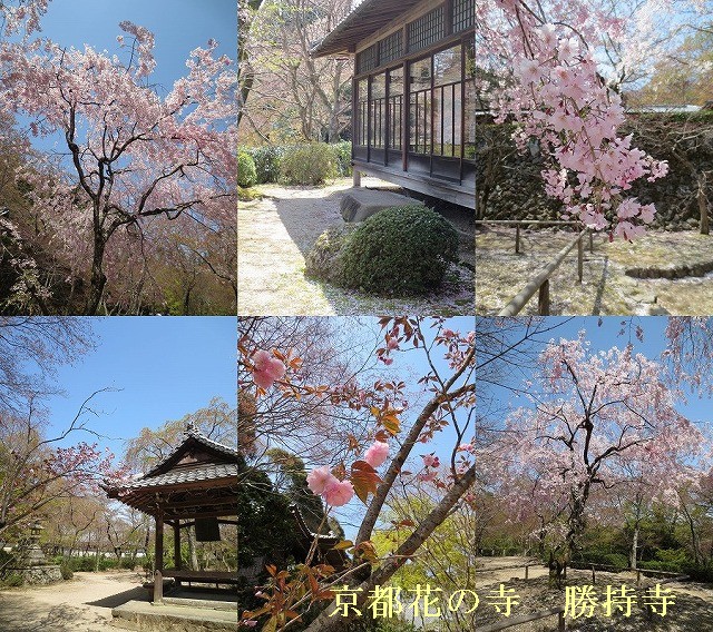 京都　西山　勝持寺　（花の寺）　西行桜_c0087094_2204354.jpg