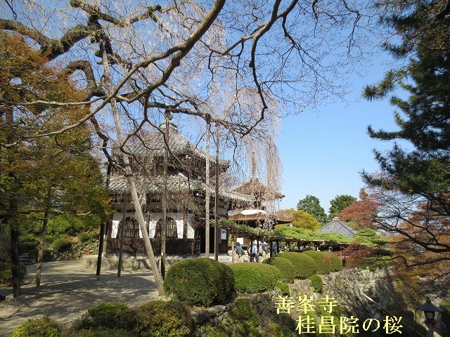 京都　西山　善峯寺　桂昌院お手植えの桜_c0087094_23282111.jpg