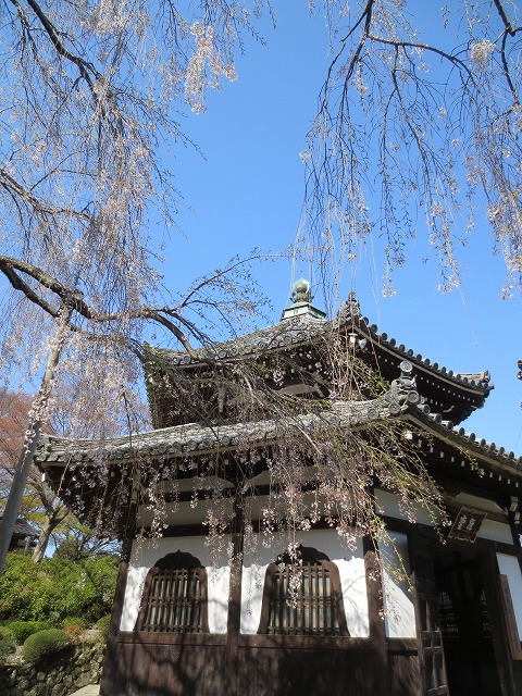 京都　西山　善峯寺　桂昌院お手植えの桜_c0087094_23351026.jpg