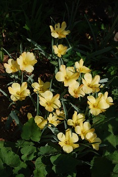 c0124100_20543642.jpg