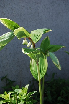 c0124100_20554650.jpg