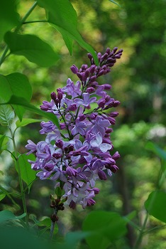 c0124100_20564695.jpg