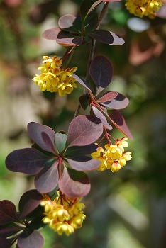 c0124100_2056475.jpg