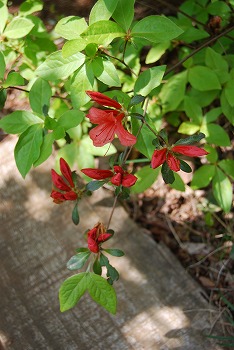 c0124100_20571311.jpg