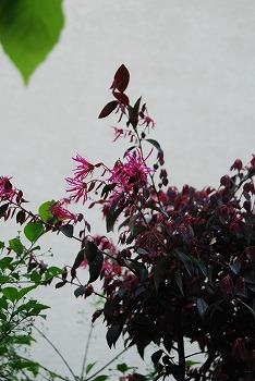 c0124100_20572568.jpg