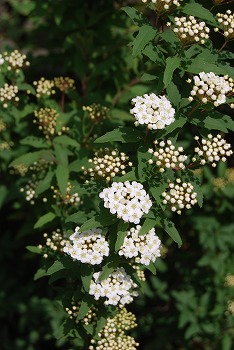 c0124100_20574125.jpg