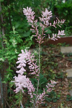 c0124100_20574149.jpg