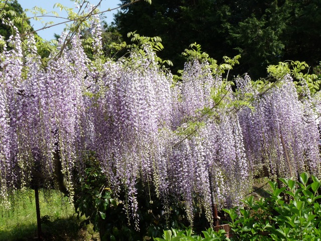 花ウオッチングの続き。_b0025101_21531582.jpg