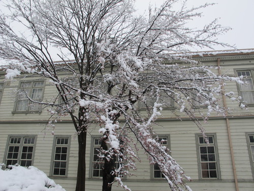 淡雪に包まれた重文本館階段教室東側の桜（２）２０１３．４．２１_c0075701_2135184.jpg