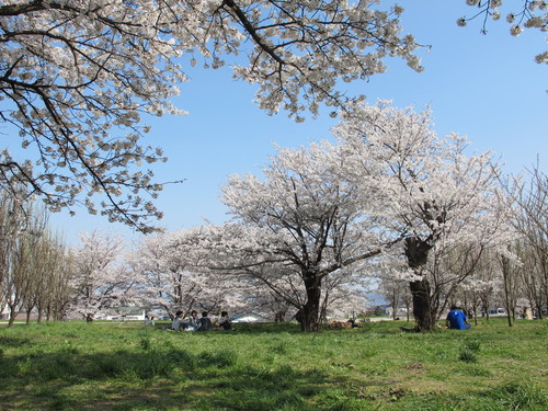 花桃の公園（福島市飯坂町）で桜と花桃を愛でる（２６）：２０１３．４．１４_c0075701_22374081.jpg