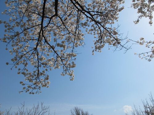 花桃の公園（福島市飯坂町）で桜と花桃を愛でる（２７）_c0075701_22434246.jpg