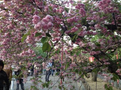 花冷え…にしても冷え過ぎですね_e0101203_1021286.jpg