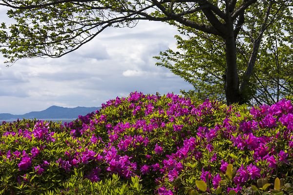 淡輪遊園のツツジ 風花の日記