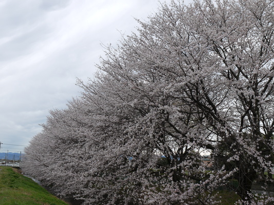 ２０１３年　桜　その５_d0236706_22365717.jpg