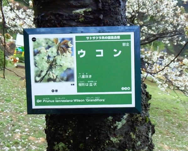 タイハクとウコンという名の桜。。。♪_a0211008_19114384.jpg