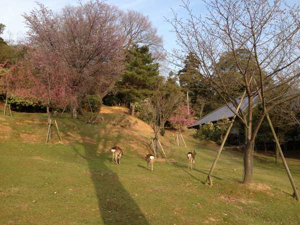 奈良散歩＊鹿と桜と奈良公園_f0221708_2101675.jpg