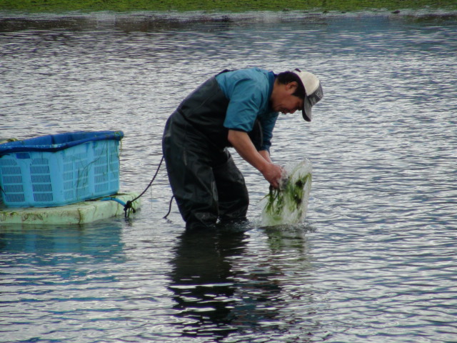 西条市の青海苔（あおのり）漁が最盛期…2013・4・21_f0231709_23595048.jpg