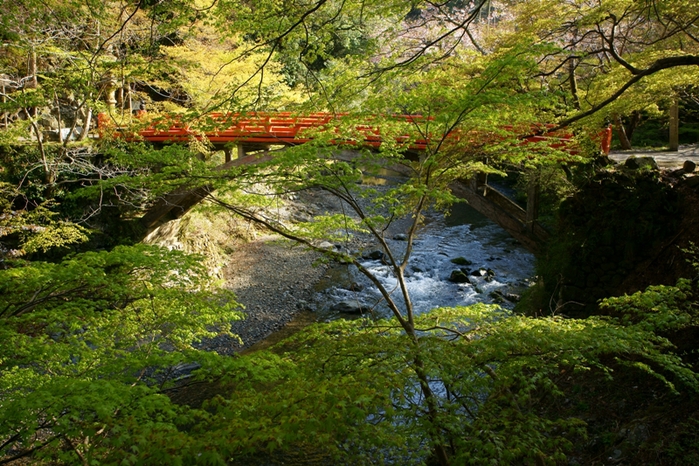 西明寺のみつばつつじ_e0177413_163921.jpg