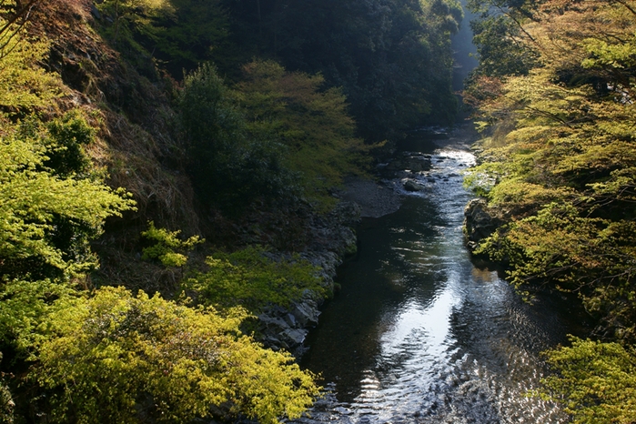 西明寺のみつばつつじ_e0177413_16505129.jpg