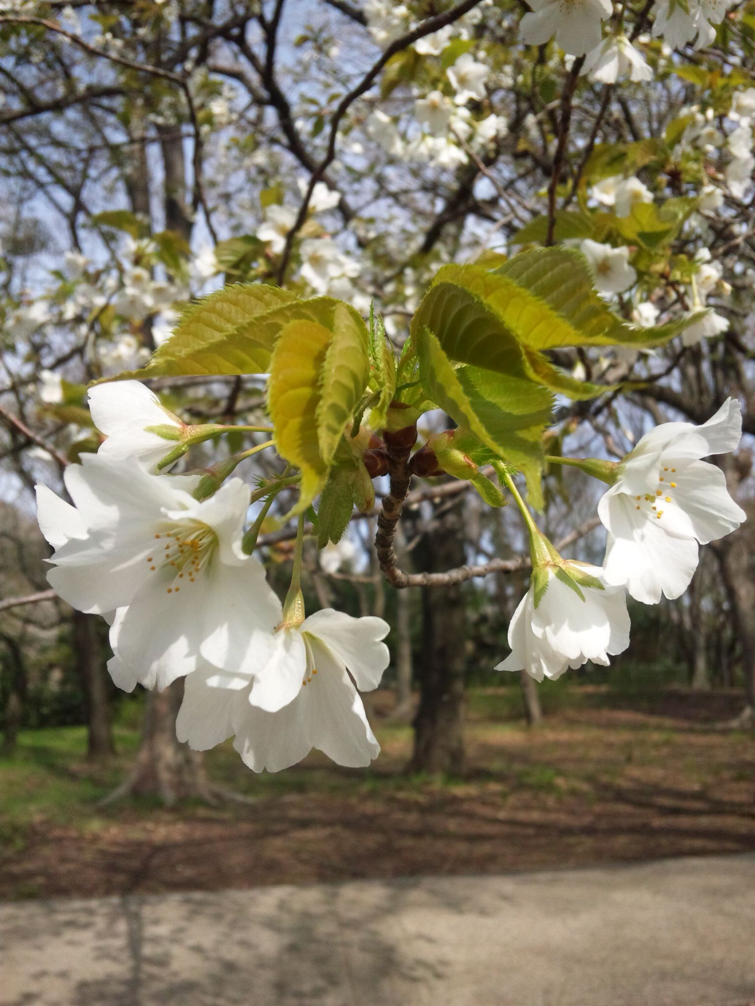 さまざまな桜_f0223014_16255431.jpg