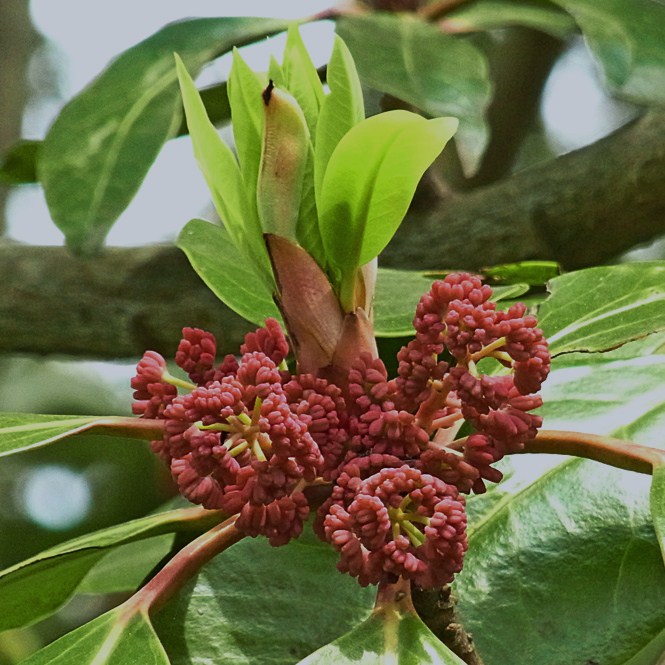 ユズリハの雄花 樹木見て歩き ユズリハの雄花 樹木見て歩き