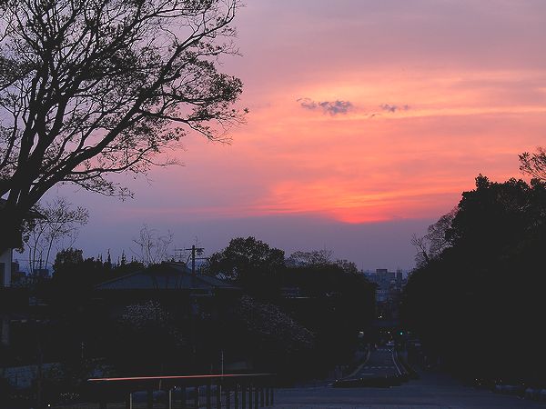  ＊京都・大阪・奈良の桜７名所_b0204819_1614349.jpg