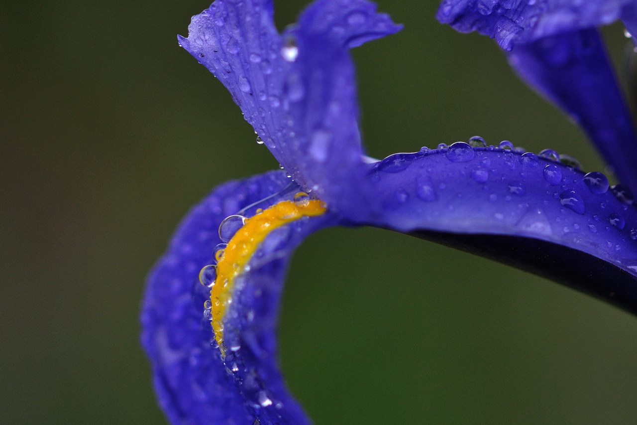 雨上がりの花たち_b0070020_200731.jpg