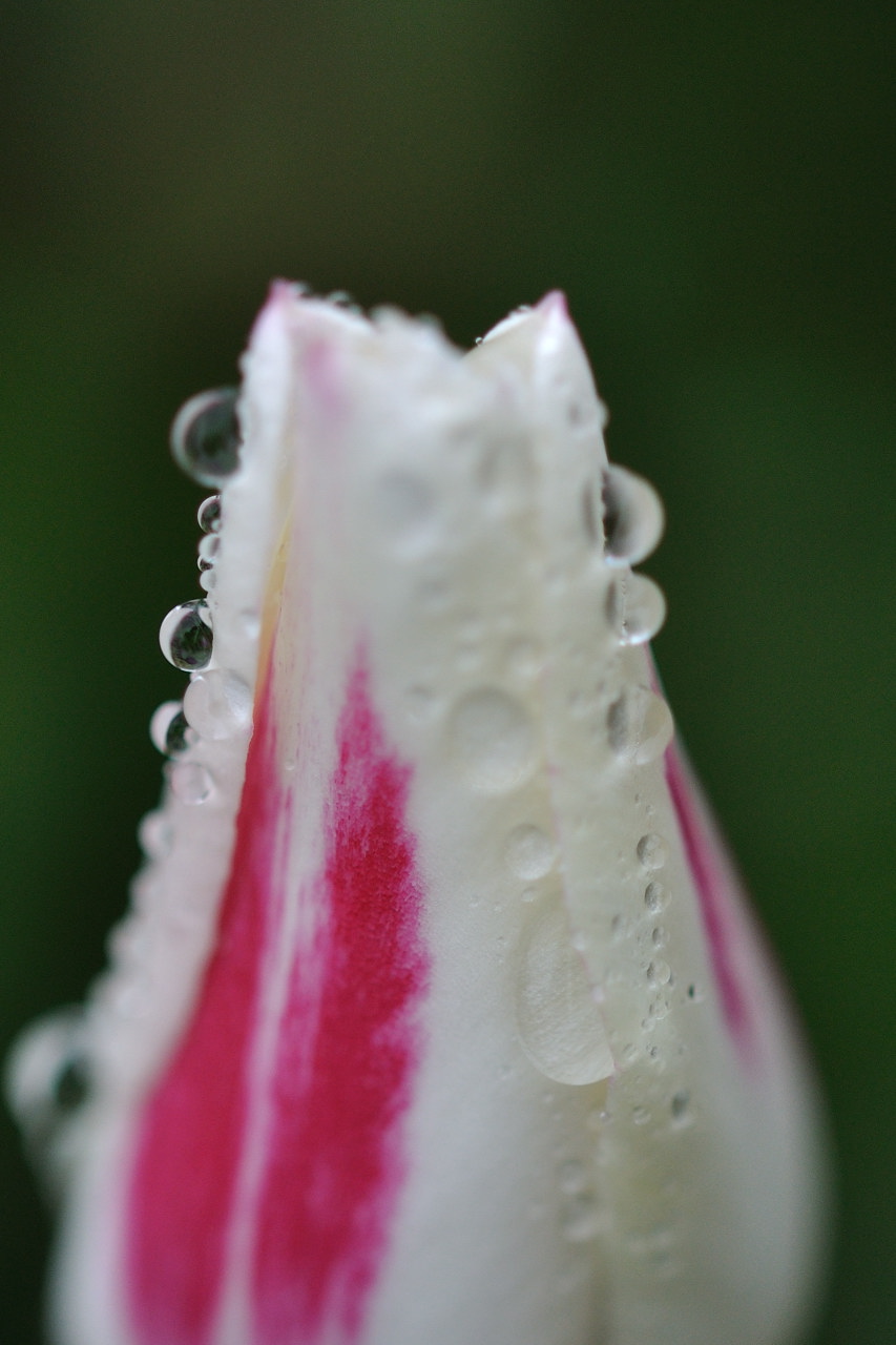 雨上がりの花たち_b0070020_2024151.jpg