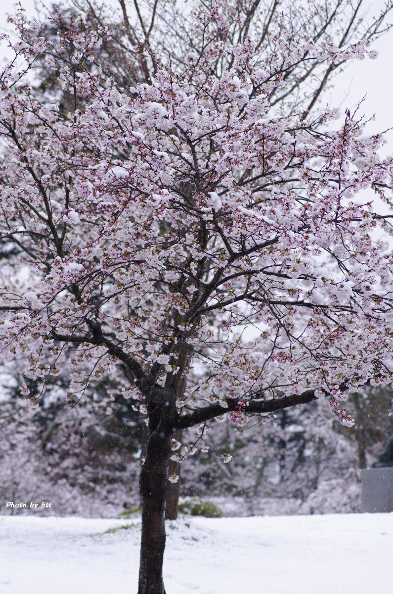 雪桜_f0148627_16561187.jpg