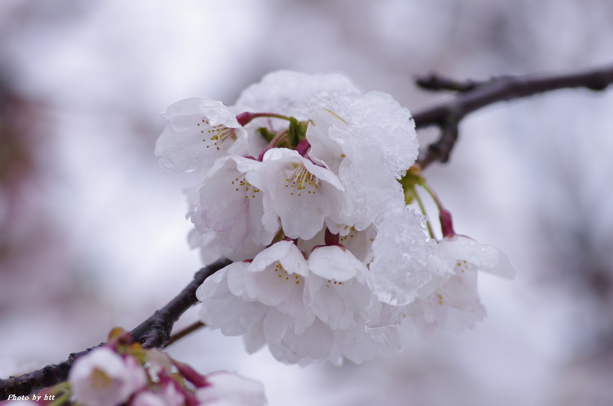 雪桜_f0148627_1753970.jpg