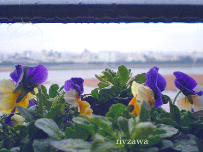 a0143435_1022468.gif
