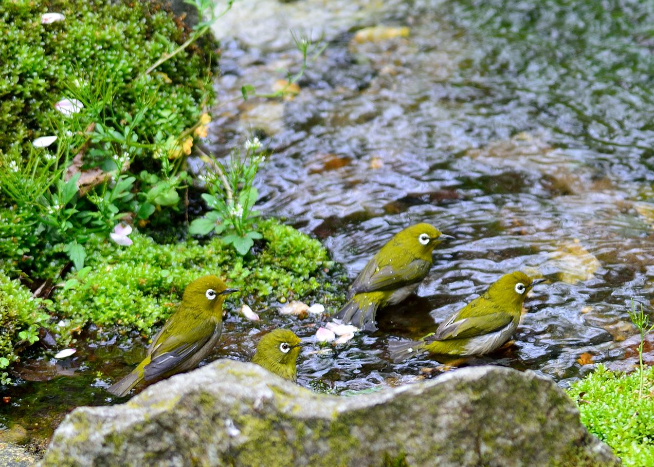 基地が熱いのに野鳥三昧（＾＾ｖ_d0172537_21215919.jpg