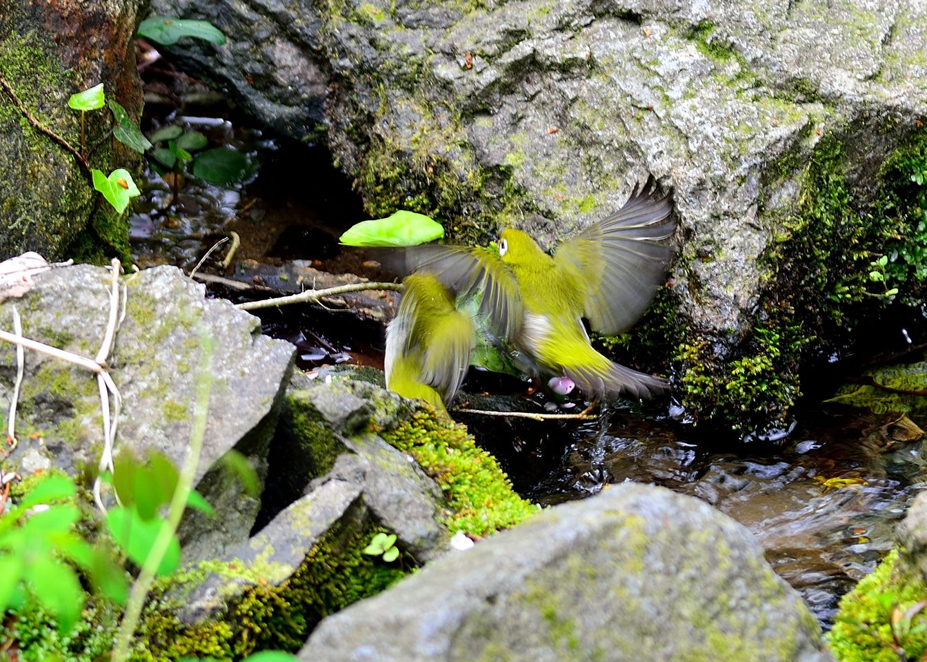 基地が熱いのに野鳥三昧（＾＾ｖ_d0172537_21222094.jpg