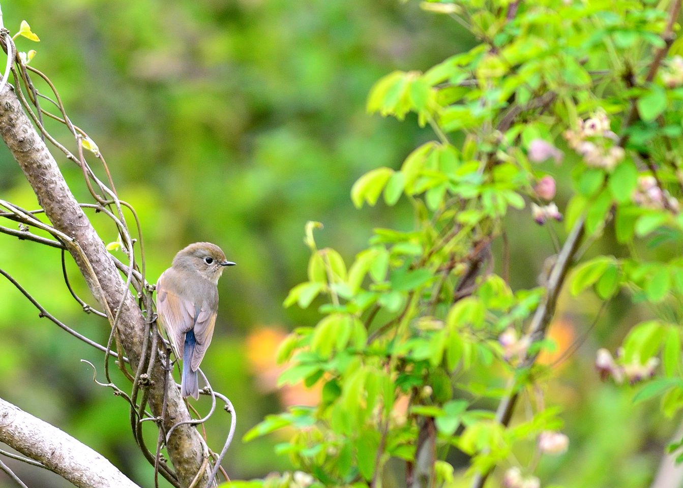 基地が熱いのに野鳥三昧（＾＾ｖ_d0172537_21305482.jpg