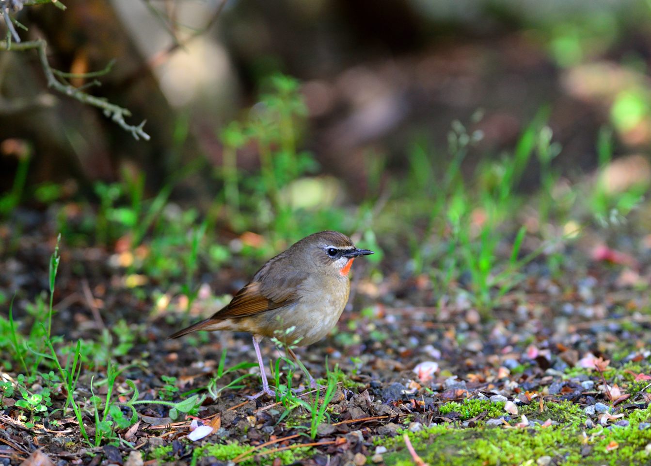 基地が熱いのに野鳥三昧（＾＾ｖ_d0172537_2130764.jpg