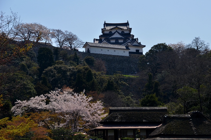 彦根城の桜_c0220040_22135043.jpg