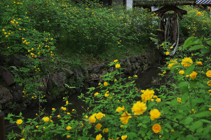 山吹の季節（松尾大社）_f0155048_19294593.jpg