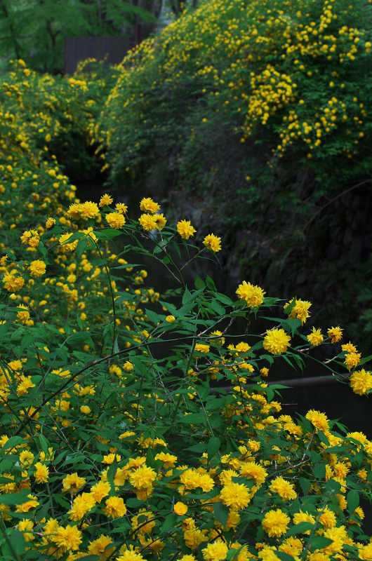 山吹の季節（松尾大社）_f0155048_1931299.jpg