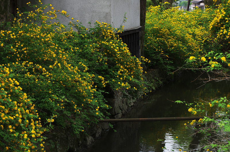 山吹の季節（松尾大社）_f0155048_1931333.jpg