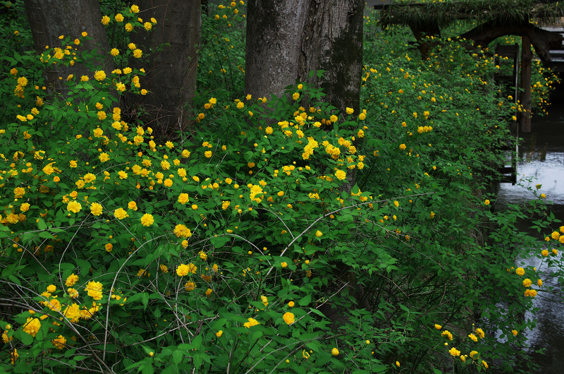 山吹の季節（松尾大社）_f0155048_19315452.jpg