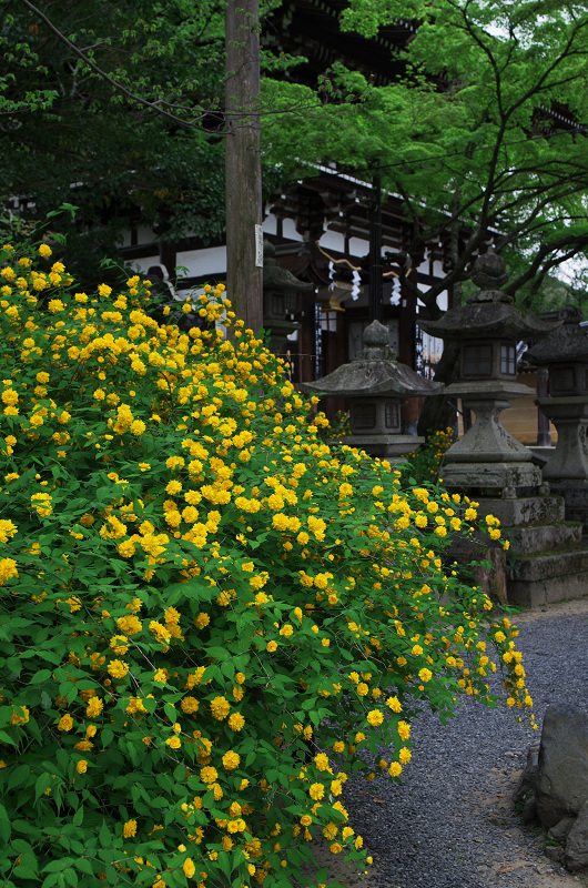 山吹の季節（松尾大社）_f0155048_19343074.jpg