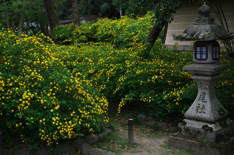 山吹の季節（松尾大社）_f0155048_1934684.jpg