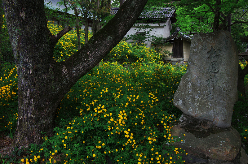 山吹の季節（松尾大社）_f0155048_1936343.jpg