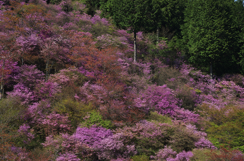 山笑ふ　（高雄のミツバツツジ）_f0155048_2282284.jpg